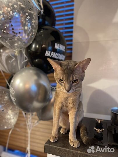 Абиссинский кот, Вязка