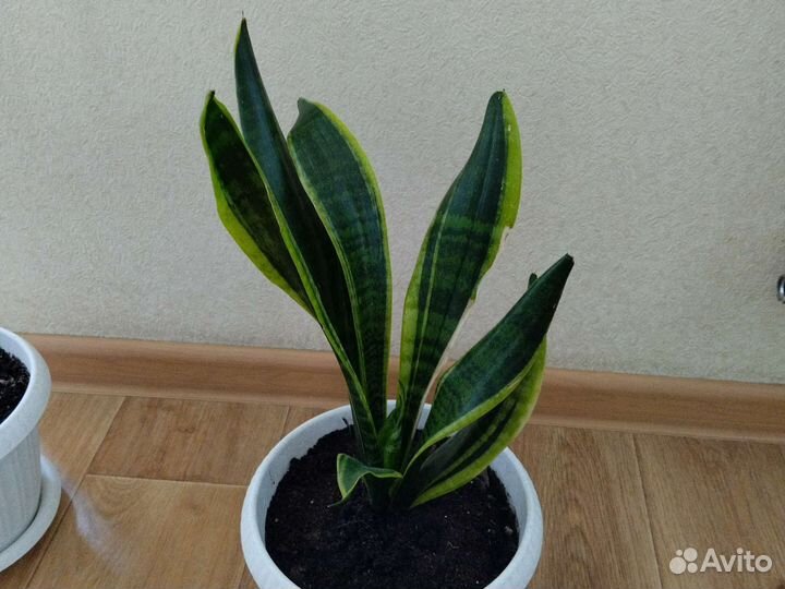 Комнатные цветы