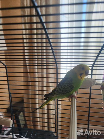 Пара волнистиков с птенцами