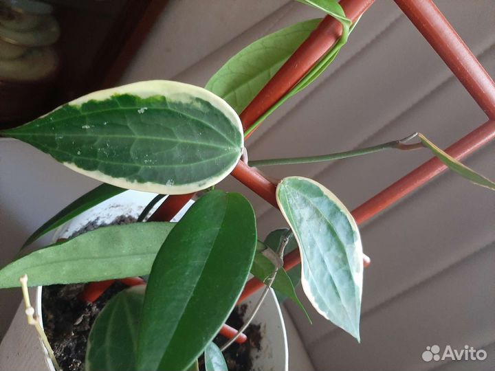 Хойя 3 finlaysonii, Macrophylla albomarginata