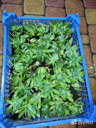 Молодило каменная роза