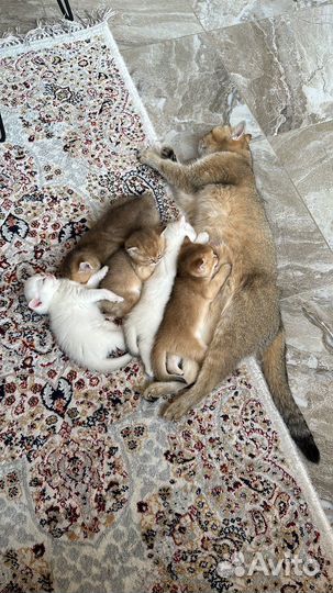 Кошка