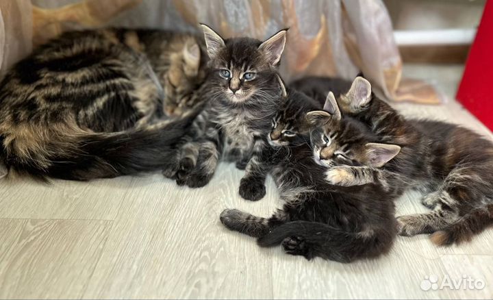 Котята Мейн-кун
