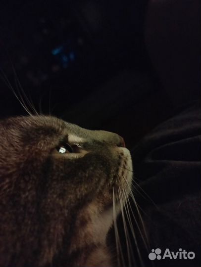 Кошка подросток