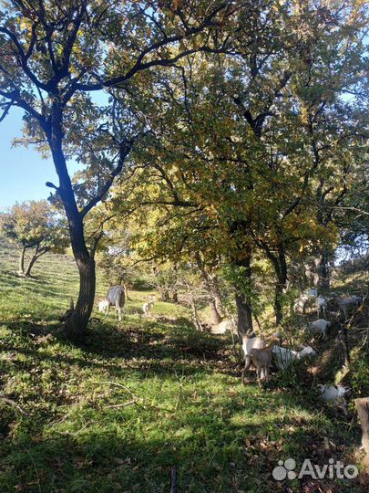 Зааненские козы дойные