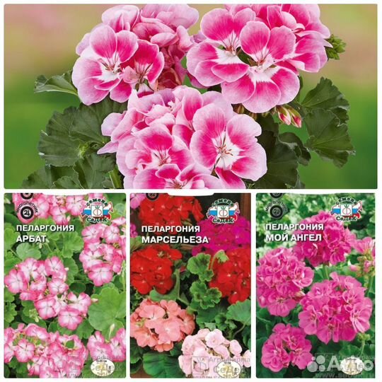 Семена Пеларгония 8 сортов Бесплатная доставка
