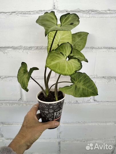 Сингониум Батерфляй/ножколистый