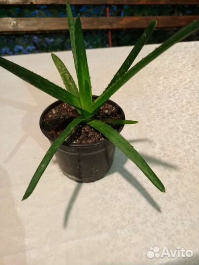 Укорененные ростки алоэ