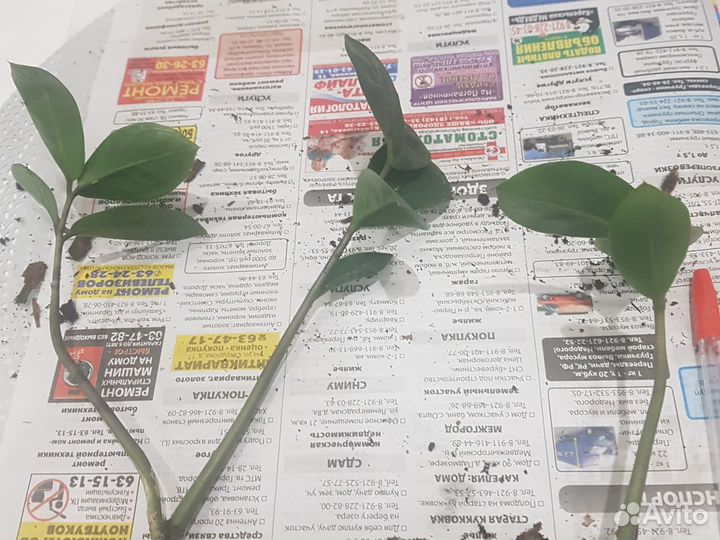 Замиокулькас