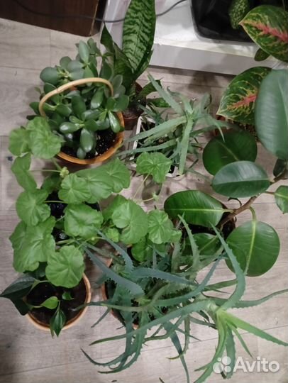 Комнатные растения цветы