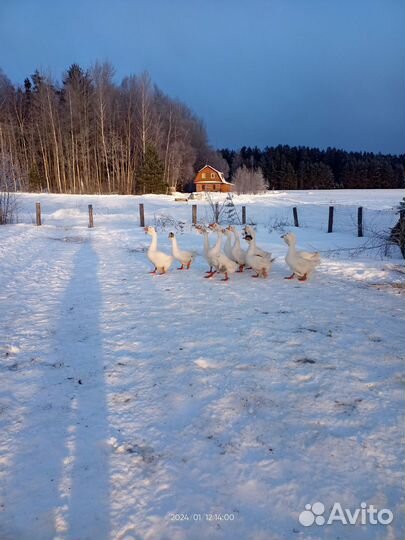 Холмогорские гуси