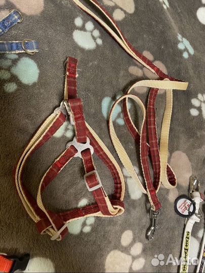 Новые шлейки и ошейники для мелких собак