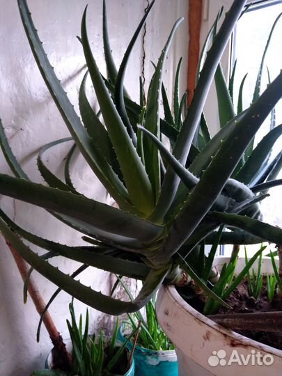 Комнатные цветы