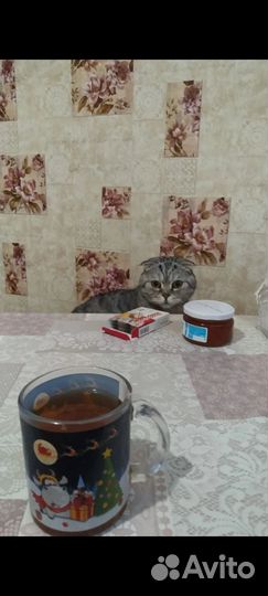 Кот - Матис, Скоттиш фолд