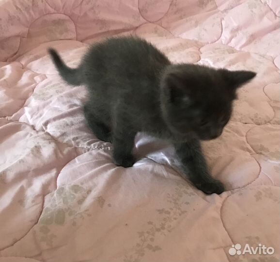 Котёнок серый, пушистенький