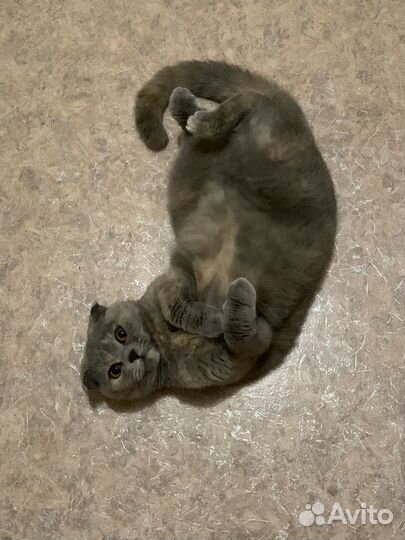 Шотландская вислоухая кошка