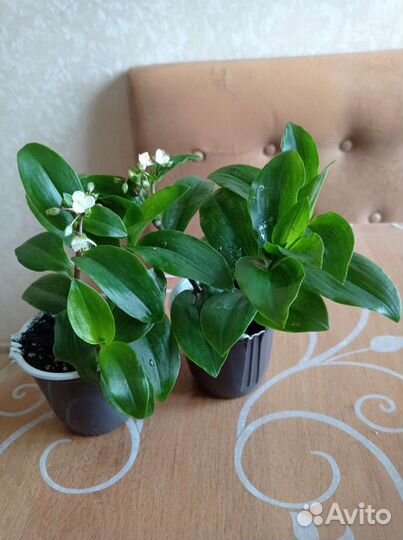 Сортовые традесканции,рэо,циссус