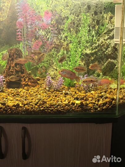 Цихлиды Хромис-красавец