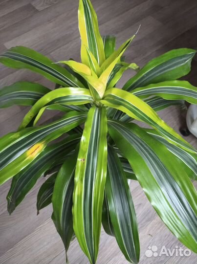 Комнатные растения, драцена, фикус