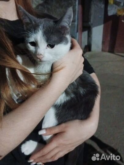 Котенок в добрые руки