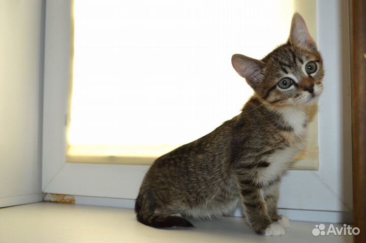 Котенок 2,5 месяца девочка