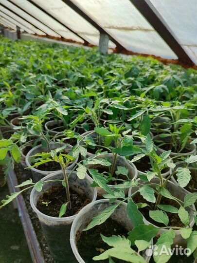 Рассада томатов