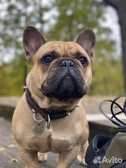 Французкий бульдог вязка