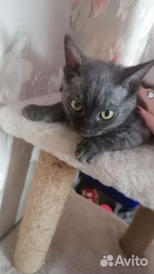 Кошки в добрые руки бесплатно