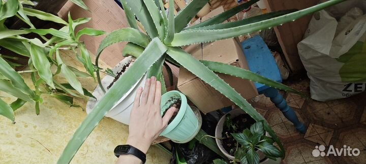 Алоэ вера 7 лет, лечебный