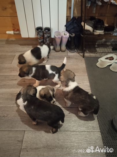 Собака в добрые руки