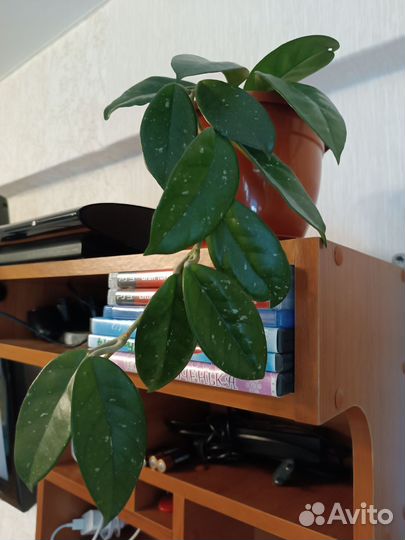 Берëзка, хойя