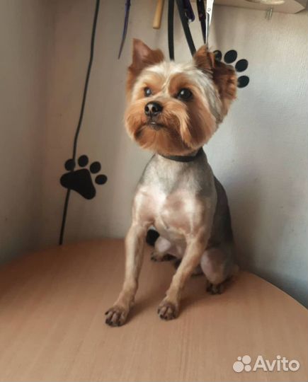 Стрижка собак.Груминг.Стрижка Йорка