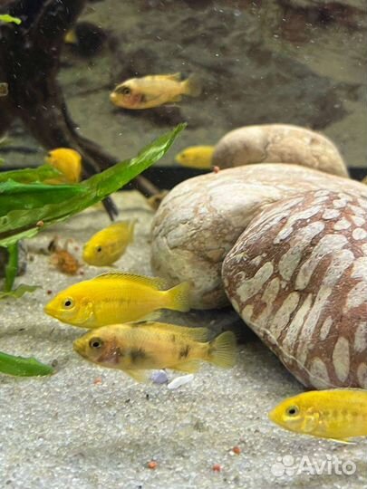 Рыбки цихлиды, Лабидохромис еллоу мальки