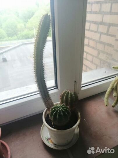 Кактусы. Комнатные растения