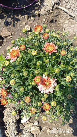 Хризантемы мультифлора