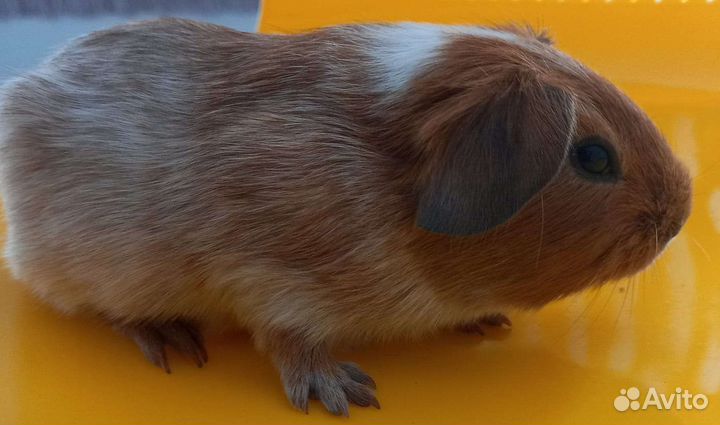 Болдуины морские свинки