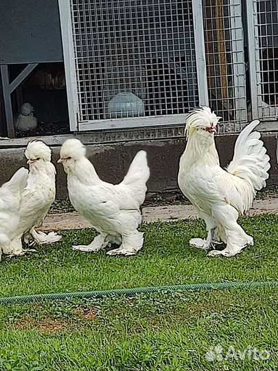 Султанки, шелковые, карл. кохи,ко шамо, модерны