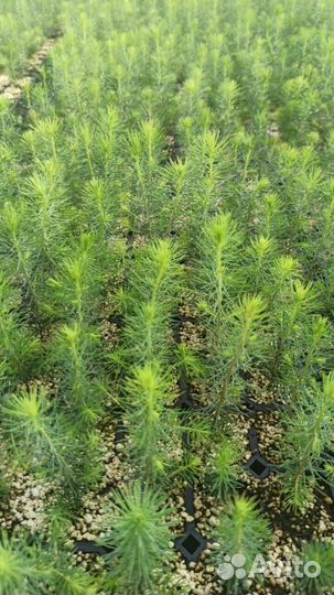 Сеянцы ели окс
