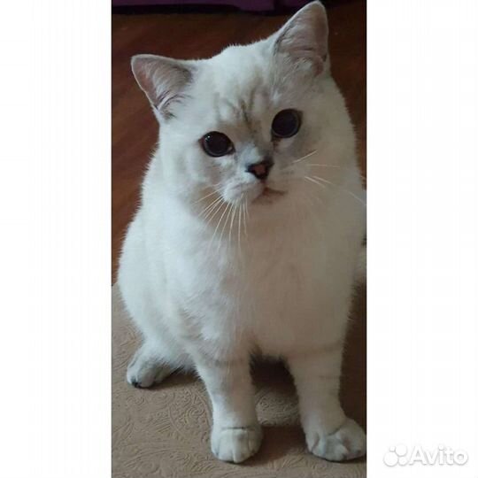 Кот. Вязка, чемпион