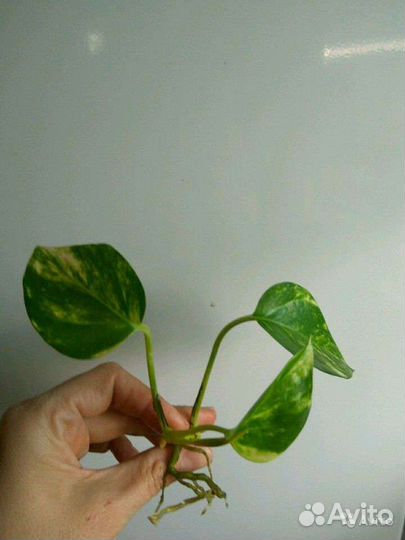 Сциндапсус золотистый