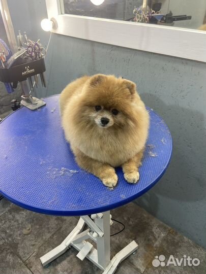 Груминг собак и кошек