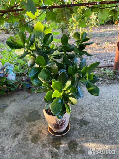 Денежное дерево