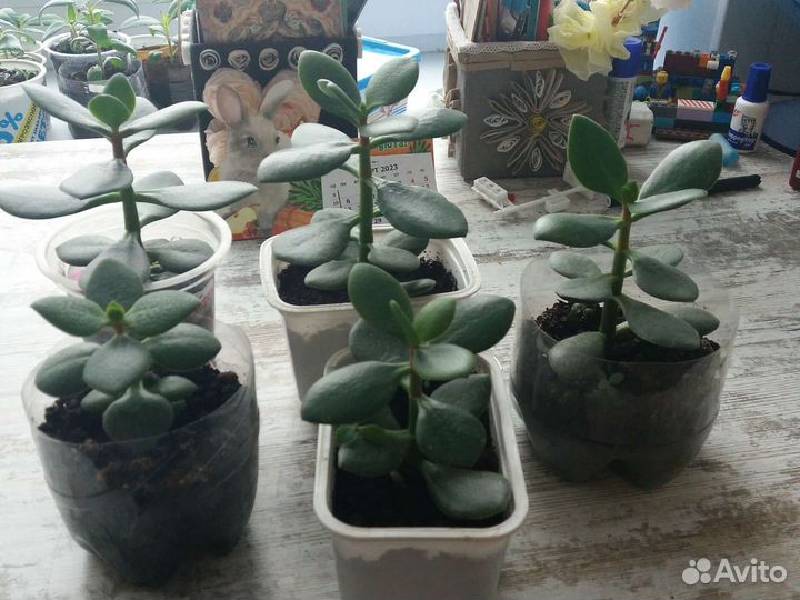 Толстянка денежное дерево