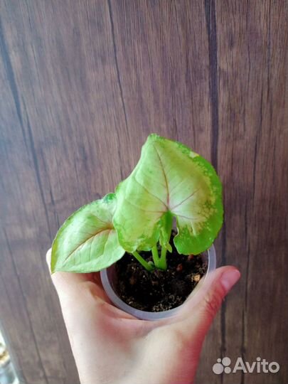 Сингониумы2