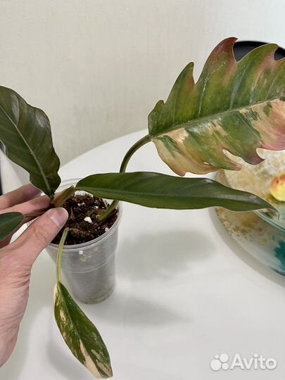 Филодендрон карамель марбл