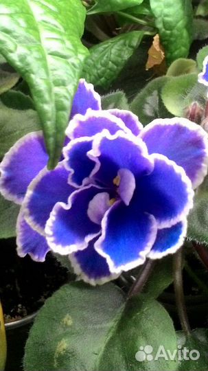 Листики фиалок