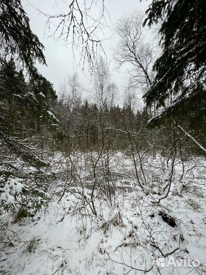 Прогулка по лесу