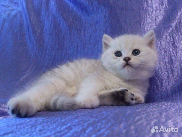 Серебристая шиншилла