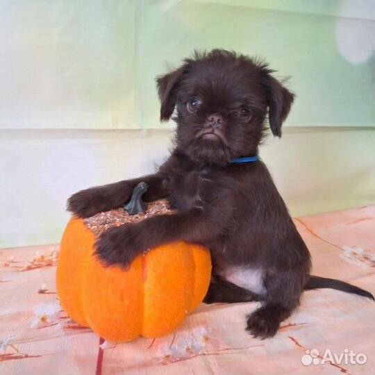 Щенки гриффона