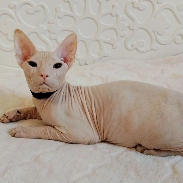 Донской сфинкс котёнок
